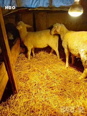 овце, снимка 3 - Овце - 53478113