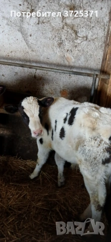 Продавам 8бр телета , снимка 5 - Крави - 53295775