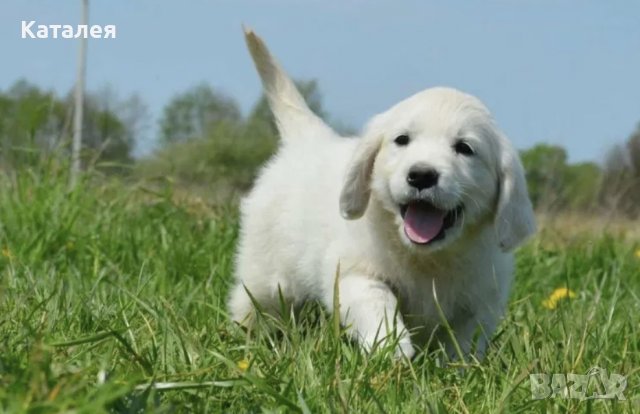 Голдън Ретривър: Купете кученце порода голдън ретривър - Обяви за кучета с  цени — Bazar.bg