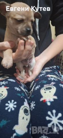 Пинчерчета , снимка 9 - Пинчер - 52897697