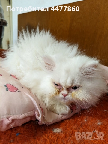 Продавам персийски котенца , снимка 9 - Други - 52679395