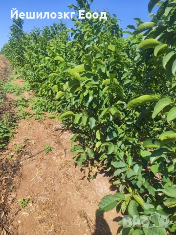 Орехови фиданки. Orehovi fidanki, снимка 11 - Разсади - 51818767