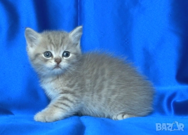 Британски късокосмести котата, снимка 10 - Британска късокосместа - 52373949