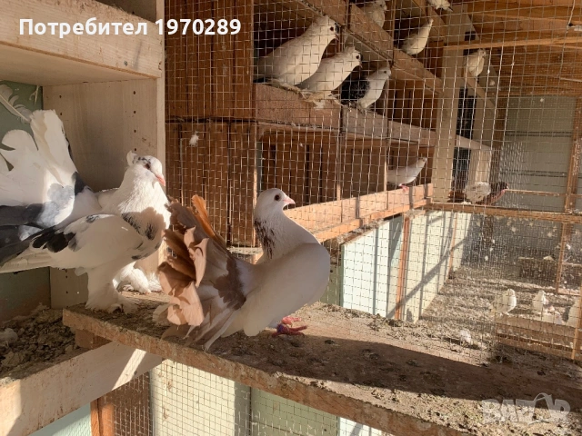 Фенерлии, снимка 2 - Гълъби - 53809418