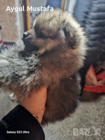 Мини шпиц померан, снимка 2 - Померан - 52773302