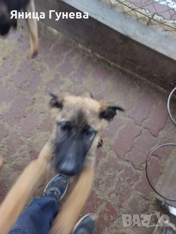 Свободни кученца си търсят отговорни стопани!!!, снимка 3 - Белгийска овчарка - 53140192
