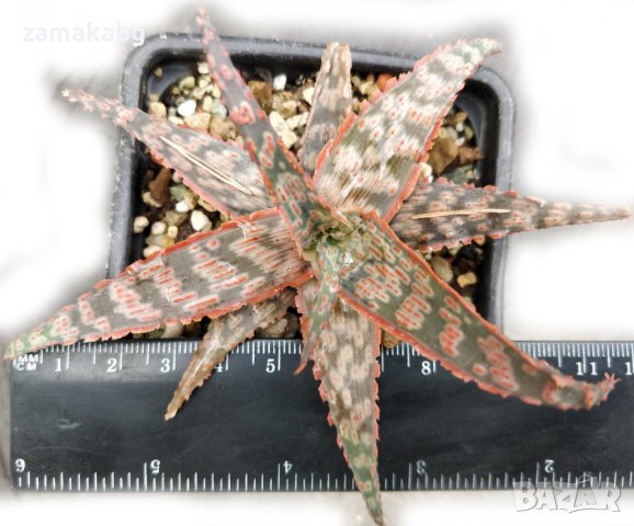 Алое (Aloe Pink Blush), вкоренено сукулентно растение, снимка 1 - Стайни растения - 41435023
