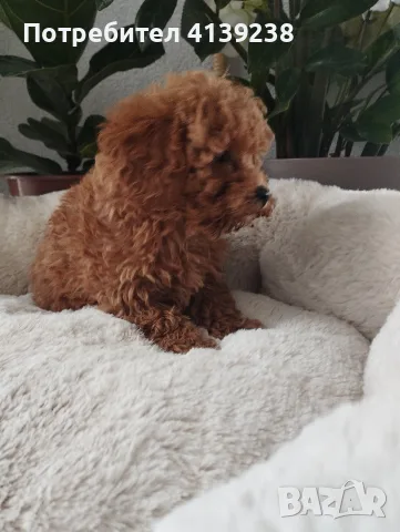 Poodle toy -мини пудел, снимка 2 - Пудели - 56315116