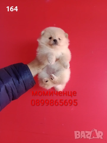 Померан. Реални снимки от 12.02.26 г.Померани., снимка 15 - Померан - 53035164