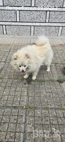 Продавам померанче, снимка 1