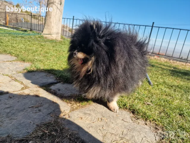 Померан за разплод, снимка 10 - Померан - 21816398