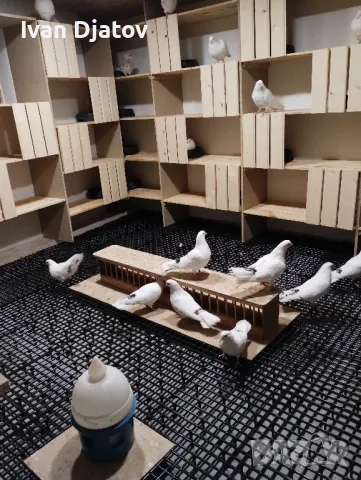 гълъби на глас, снимка 2 - Гълъби - 48591762