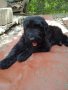 Черен руски териер/КГБ/, снимка 5