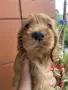 кокер шпаньол чистокръвно момче, снимка 8
