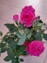 Мини рози, снимка 2