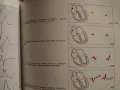 Ръководство по Електрокардиография, снимка 5