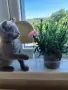 Британски късокосмести котета, снимка 8