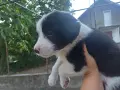 Кученце СПЕШНО търси дом!, снимка 3