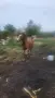 Кон/HORSE......, снимка 2