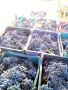 продавам грозде мерло и Каберне , снимка 3