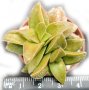 Красула (Crassula Springtime), вкоренено сукулентно растение, снимка 1 - Стайни растения - 41479322