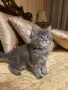 Мейн куун котета, снимка 1