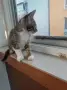 Подаряват се три спасени малки котенца, снимка 7