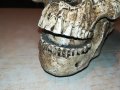 ЧЕРЕП ОТ ГЕРМАНИЯ 3112222029, снимка 11