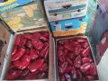 Продавам Червена капия Слоново Ухо., снимка 4