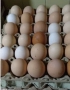 Био Яйца от свободни Кокошки , снимка 1