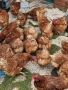 Продавам кокошки, снимка 3