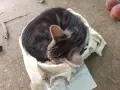 подарявам малки котенца, снимка 10