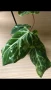 Philodendron Gloriosum Snow Leopard , снимка 1