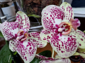 Орхидея, снимка 3