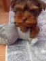 Мини йоркширски териер , снимка 2
