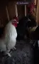 Продавам Джинки, снимка 1