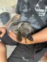 кученца кане корсо, снимка 5
