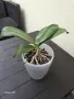 Орхидея Phalaenopsis Sogo Lawrence, снимка 3