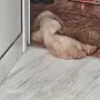 той пудел момче, снимка 4