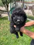 Кавапу & Cavapoo, снимка 3