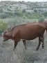 Продават се 2 юници, и двете са на първо отелване. Това е общата цена на 2 юници ТЕЛЕФОН:0876206134, снимка 2
