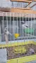 Продавам канарчетата Орфей мъжки 35,женски 25, снимка 3