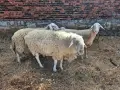 Продавам стадо чистокръвни овце. 5 майки и 1 овен., снимка 2