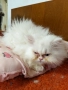 Продавам персийски котенца , снимка 9