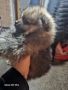 Мини шпиц померан, снимка 2