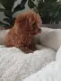 Poodle toy -мини пудел, снимка 2