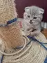 Шотландски клепоухи котенца , снимка 17