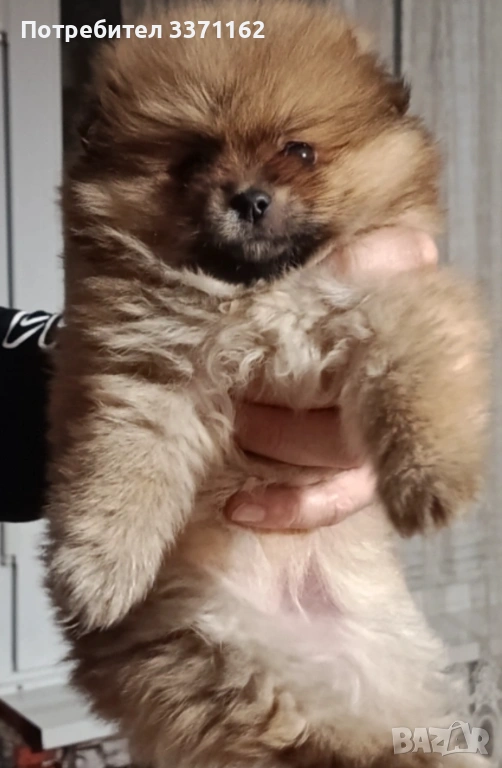  Померан, снимка 1