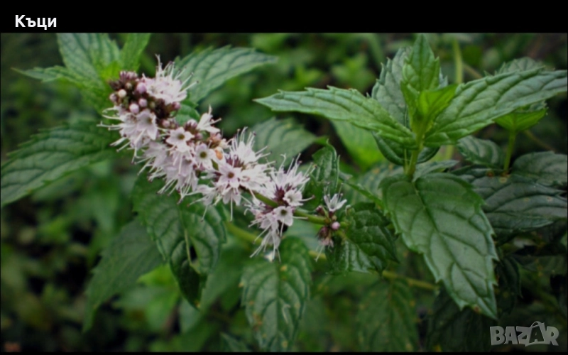 Корен от Джоджен за расат., снимка 1