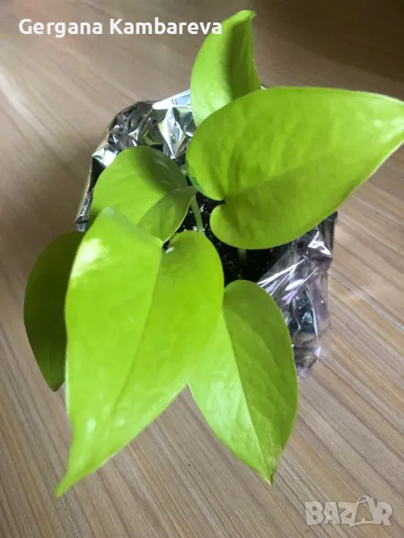 Epipremnum Neon , снимка 1